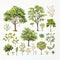 Midwest Deciduous Trees And Shrubs: A White Background Watercolor Illustration