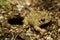 Midwife iberian toad (Alytes cisternasii)