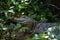 Mighty alligator surrounded by vegetation