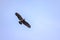 A mighty Andean condor over Torres del Paine National Park in Chile, South America