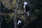 Mighty Bald Eagles roosting in a tree