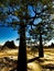 Mighty baobabs-Adansonia grandidieri