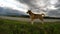 Mighty beagle during walking with mountain background