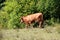 Mighty big light brown cow with large bell around neck walking on top of hill surrounded with grass and dense trees