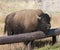 Mighty bison rest his head  in yellowstone national park