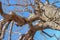 The mighty branches of the old baobab tree