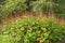 The mighty bush of red blooming plants Bistorta amplexicaulis