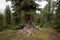 Mighty cedar in the Siberian taiga