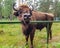 Mighty European bison in Belovezhskaya Pushcha close-up