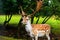 Mighty fallow deer in forest.