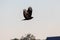 Mighty flying falcon or golden eagle aquila chrysaetos hunting for other birds, mice and rats as bird of prey in sky background