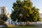 A mighty large tree with powerful roots in the park near the church