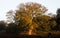 Mighty oak tree illuminated by the rising autumn sun