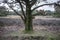 Mighty oak tree with last year`s dry foliage, against a background of meadows and forests, on a cloudy spring day