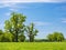 Mighty Oak Trees in Green Meadow under Blue Sky in Spring