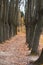 The mighty oaks trees grow along the alley in the autumn