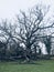 Mighty Old King Oak, a tree in the grounds of Charleville Castle, Tullamore in Ireland.