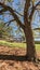 Mighty Old Oak with Strong roots in Park