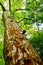 Mighty plane tree with green leafy roof