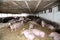 Mighty pregnant pig sows laying in the barn