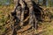 The mighty roots of an old pine tree on a slope