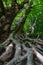 Mighty roots of a tree on a slope in the forest