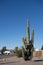 Mighty Saguaro at xeriscaped city street, Phoenix, AZ