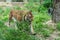 Mighty siberian tiger in a zoo