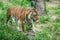 Mighty siberian tiger in a zoo