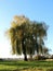 Mighty tall old tree over wooden table and benches