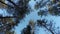 Mighty tall pine tree forest in autumn catching cold breeze