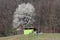 Mighty tall tree with pure white flowers rising high above backyard storage structure in front of dense forest without leaves