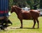 Mighty tan brown shire  Suffolk Punch horse with ornate ribbon on mane and tail, side view