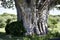 Mighty thick Baobab trunk in Africa