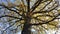 Mighty tree trunk with large branches in autumn