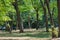 Mighty Tree Trunks Form a Kind of Dance On One of the Lawns in The Park Area