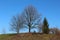 Mighty trees without leaves and tall pine on hilltop