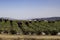 Migrant Farm workers earning a living working the strawberry fields