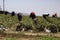 Migrant Farm workers earning a living working the strawberry fields