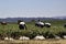 Migrant Farm workers earning a living working the strawberry fields