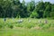 Migrant farm workers in the field