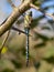 Migrant Hawker dragonfly in the autumn sun.