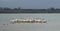 Migrating American white pelicans in Cherry Creek State Park, Denver, Colorado