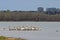 Migrating American white pelicans in Cherry Creek State Park, Denver, Colorado