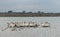 Migrating American white pelicans in Cherry Creek State Park, Denver, Colorado