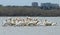 Migrating American white pelicans in Cherry Creek State Park, Denver, Colorado