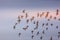 Migrating birds, Alzoorah Natural Reserve, Ajman, uAE