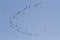 Migrating birds flight in Bardia, Nepal