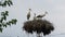 Migrating Birds and Storks Nests. Nesting Stork.