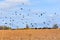 Migrating Black Birds Flying Above Farm Field